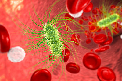Close-up image of sepsis bacteria